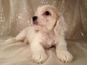 Male Tan and white Cockapoo Born August 2, 2012